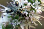 oedemera-flavipes-male-foto-martinez
