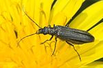 oedemera-lurida-female-foto-jas