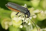 oedemera-lurida-female2-foto-altmann