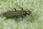 oedemera-lurida-foto-altmann