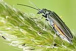 oedemera-lurida-foto-fgrose