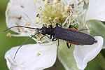 oedemera-lurida-foto-rindlisbacher