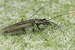 oedemera-lurida2-foto-altmann