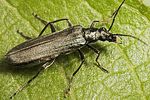 oedemera-monticola-female-foto-polacek