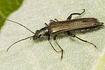 oedemera-monticola-male-foto-polacek