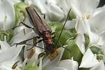 oedemera-nobilis-female-foto-doornaert