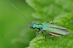 oedemera-nobilis-female-foto-fgrose