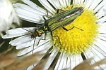 oedemera-nobilis-female-foto-furlin