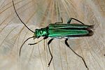 oedemera-nobilis-female-foto-poinsot