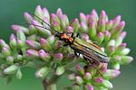 oedemera-nobilis-female2-foto-swadzba