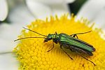 oedemera-nobilis-foto-koehler
