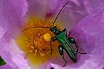 oedemera-nobilis-male-foto-fransen