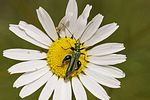 oedemera-nobilis-male-foto-goebel-berggold