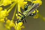 oedemera-nobilis-male-foto-jacinto