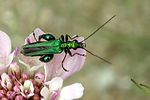 oedemera-nobilis-male-foto-martinez