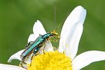 oedemera-nobilis-male-foto-sandmann