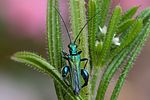 oedemera-nobilis-male-foto-swadzba