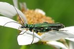 oedemera-nobilis-male-foto-weisenboehler