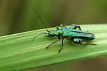 oedemera-nobilis-male2-foto-derennes