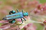 oedemera-nobilis-male2-foto-fgrose