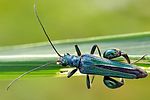 oedemera-nobilis-male3-foto-fgrose