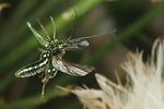 oedemera-nobilis-start-foto-jschmidt