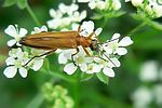 oedemera-podagrariae-female-foto-auer