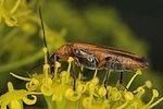oedemera-podagrariae-female-foto-suvak