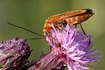 oedemera-podagrariae-female-foto-weisenboehler