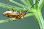 oedemera-podagrariae-female2-foto-weidlich