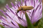oedemera-podagrariae-female3-foto-auer