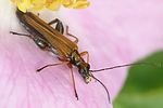oedemera-podagrariae-male-foto-auer