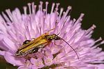 oedemera-podagrariae-male-foto-boden