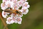 oedemera-podagrariae-male-foto-derennes