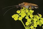 oedemera-podagrariae-male-foto-suvak