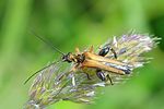 oedemera-podagrariae-male-foto-wmueller