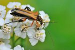 oedemera-podagrariae-male2-foto-swadzba