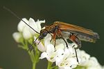 oedemera-podagrariae-male3-foto-auer