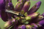 oedemera-pthysica-female-foto-koehler