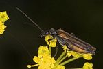 oedemera-pthysica-female-foto-suvak