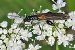 oedemera-pthysica-foto-keresztes
