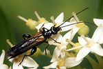oedemera-pthysica-male-foto-koehler