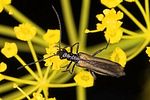 oedemera-pthysica-male-foto-suvak