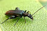 oedemera-rufofemorata-foto-werner