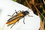 oedemera-simplex-foto-coelho