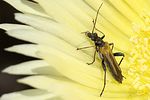 oedemera-simplex-foto-jacinto