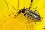 oedemera-simplex2-foto-jacinto