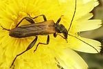 oedemera-simplex3-foto-coelho
