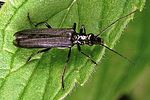 oedemera-tristis-female-foto-polacek