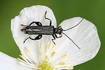oedemera-tristis-foto-haug